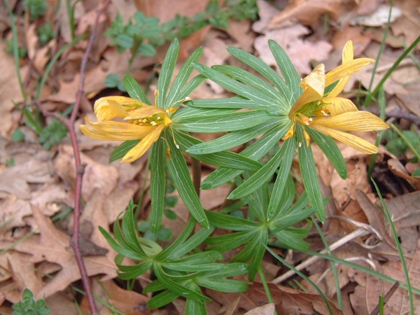 Eranthis hyemalis / Piede di gallo
